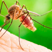 Aumento dos casos de dengue e chikungunya
