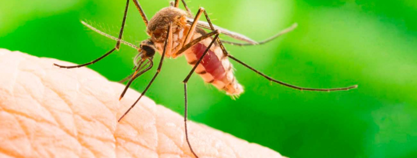 Aumento dos casos de dengue e chikungunya